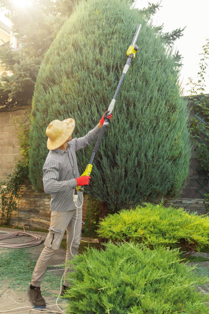 Best Palm Tree Trimming  in Florissant, MO